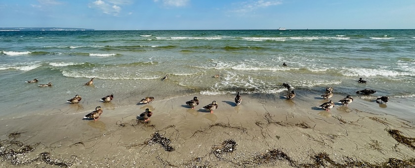 Ducks at the seashore