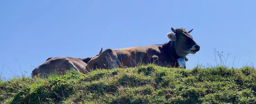 Resting cows