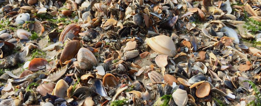 Seashells partially broken lying at a beach