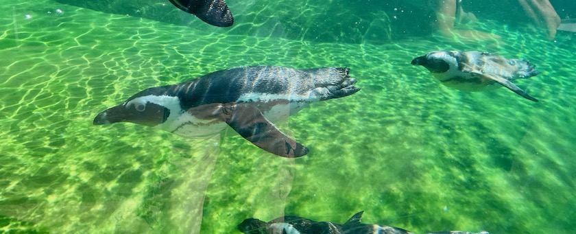 Swimming penguins (picture taken at zoo Wuppertal, Germany)