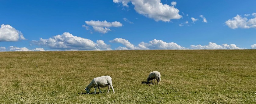 Sheep grazing on a dike