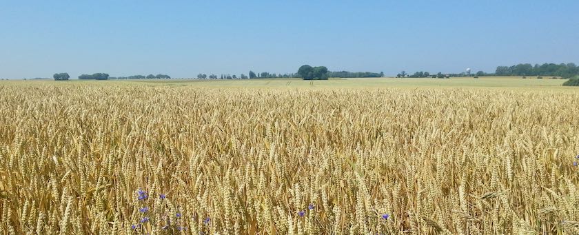 Wheat field (seen on the island of Ruegen (Germany)