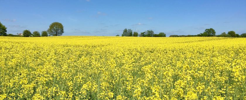 Rape field (seen in northern Germany)