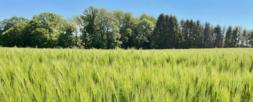 Barley field (seen nearby Solingen (Germany)