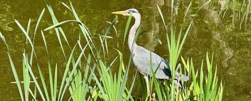 Heron standing in a lake